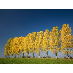 Topoľ osikový (Populus tremula) - výška 150-220 cm, kont. C5L
